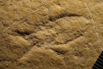 Media type: image;   Entomology PALE-6141